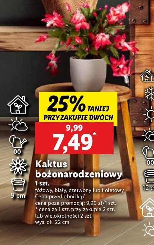 Kaktus bożonarodzeniowy promocja