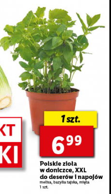 Bazylia tajska doniczka promocja