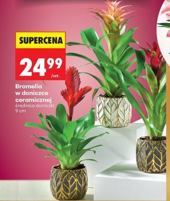 Bromelia w doniczce ceramicznej doniczka 9 cm promocja w Biedronka