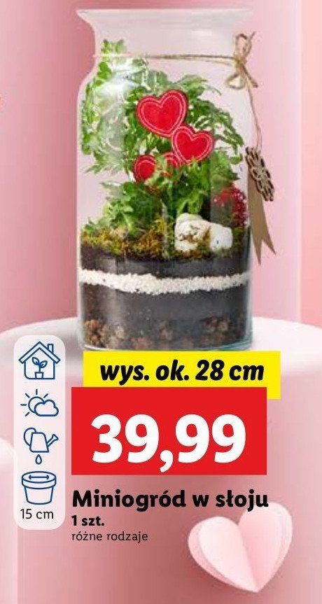 Miniogród w słoju 28 cm promocja