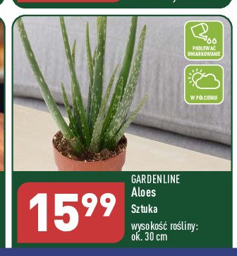 Aloes 30 cm GARDEN LINE promocja