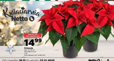 Poinsecja promocja w Netto