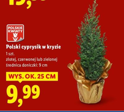 Polski cyprysik w kryzie promocja w Lidl