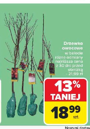 Drzewko owocowe promocja w Carrefour