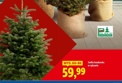 Jodła kaukaska w rękawie promocja w Lidl