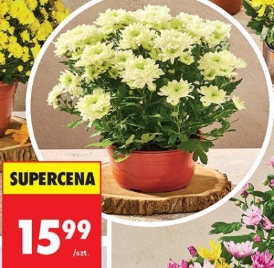 Chryzantema Time  promocja w Biedronka