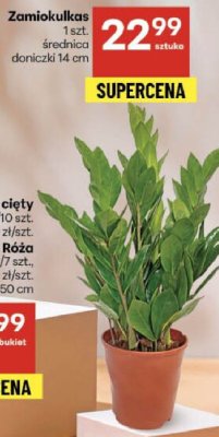 Zamiokulkas promocja w Delikatesy Centrum