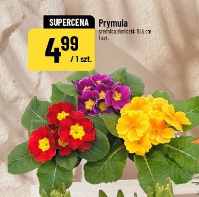 Prymula roślina doniczkowa średnica doniczki 10.5 cm promocja w POLOmarket