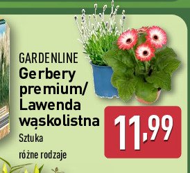 Gerbery premium wys. 20 cm GARDEN LINE promocja w Aldi
