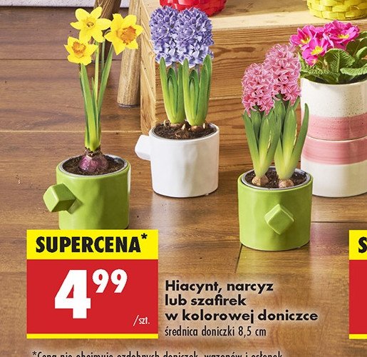 Szafirek promocja