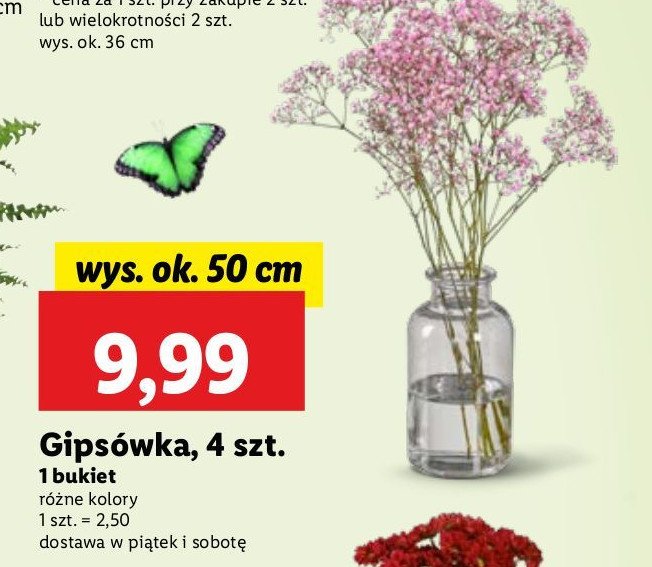 Gipsówka 50 cm biała promocja w Lidl