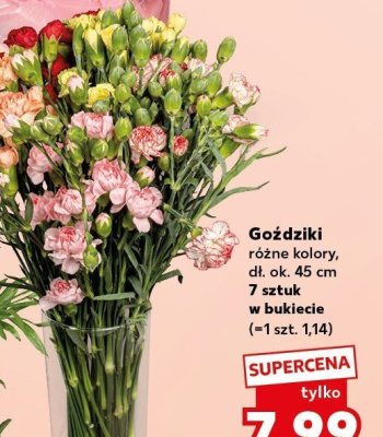 Goździki różne kolory w bukiecie 7 szt. promocja w Kaufland