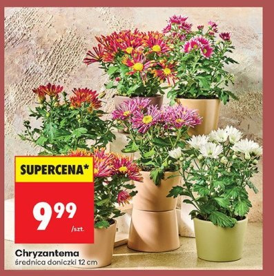 Chryzantema promocja w Biedronka