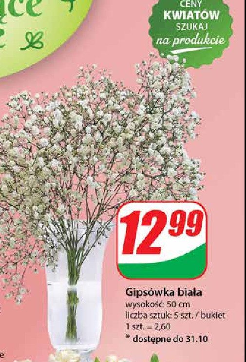 Gipsówka biała 50 cm promocja