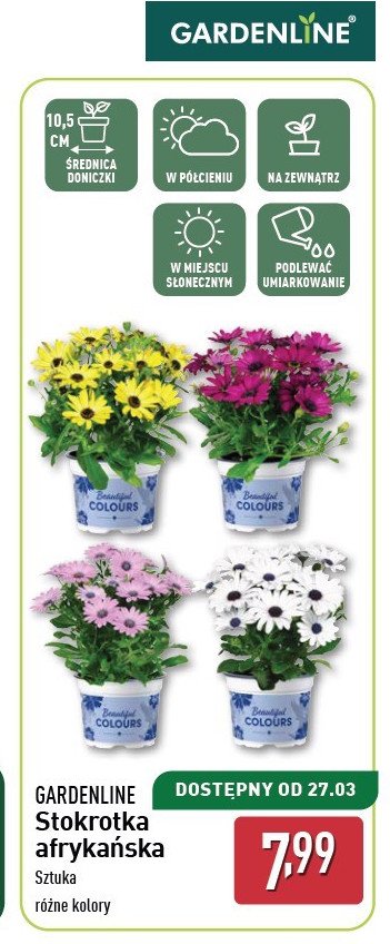 Stokrotka afrykańska don. 10.5 cm GARDEN LINE promocja w Aldi