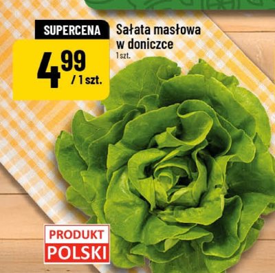 Sałata masłowa w doniczce promocja w POLOmarket