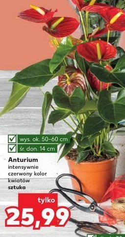 Anturium 14 cm promocja