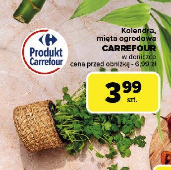 Mięta ogrodowa Carrefour promocja