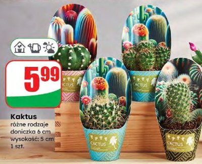 Kaktus różne rodzaje promocja w Dino