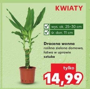 Dracena wonna don. 11 cm promocja w Kaufland