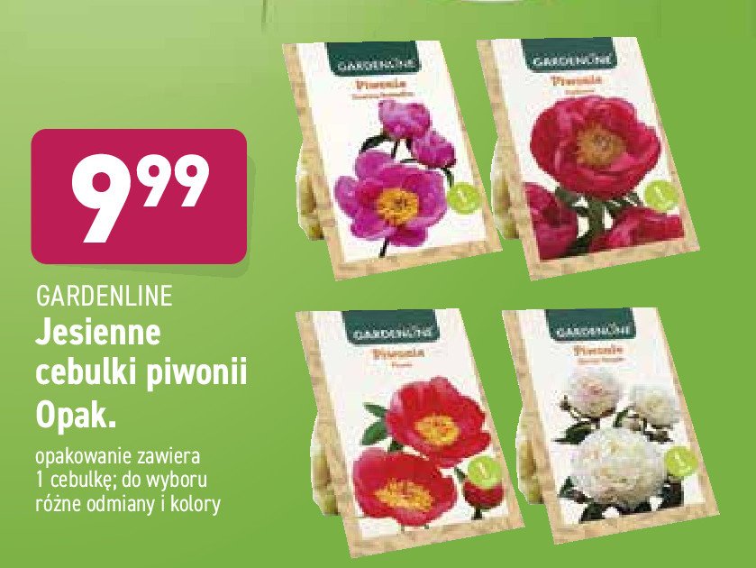 Jesienna cebulka piwonii dancing butterflies promocja