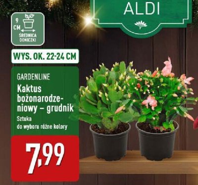 Kaktus bożonarodzeniowy Gardenline promocja w Aldi