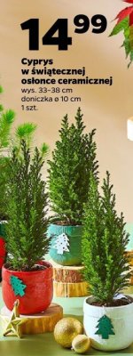 Cyprys w świątecznej osłonce ceramicznej promocja w Netto