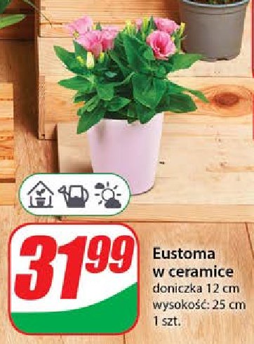 Eustoma 12 cm promocja w Dino