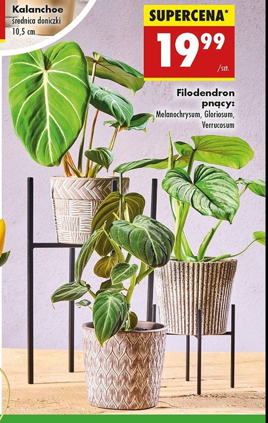 Filodendron pn膮cy gloriosum promocja