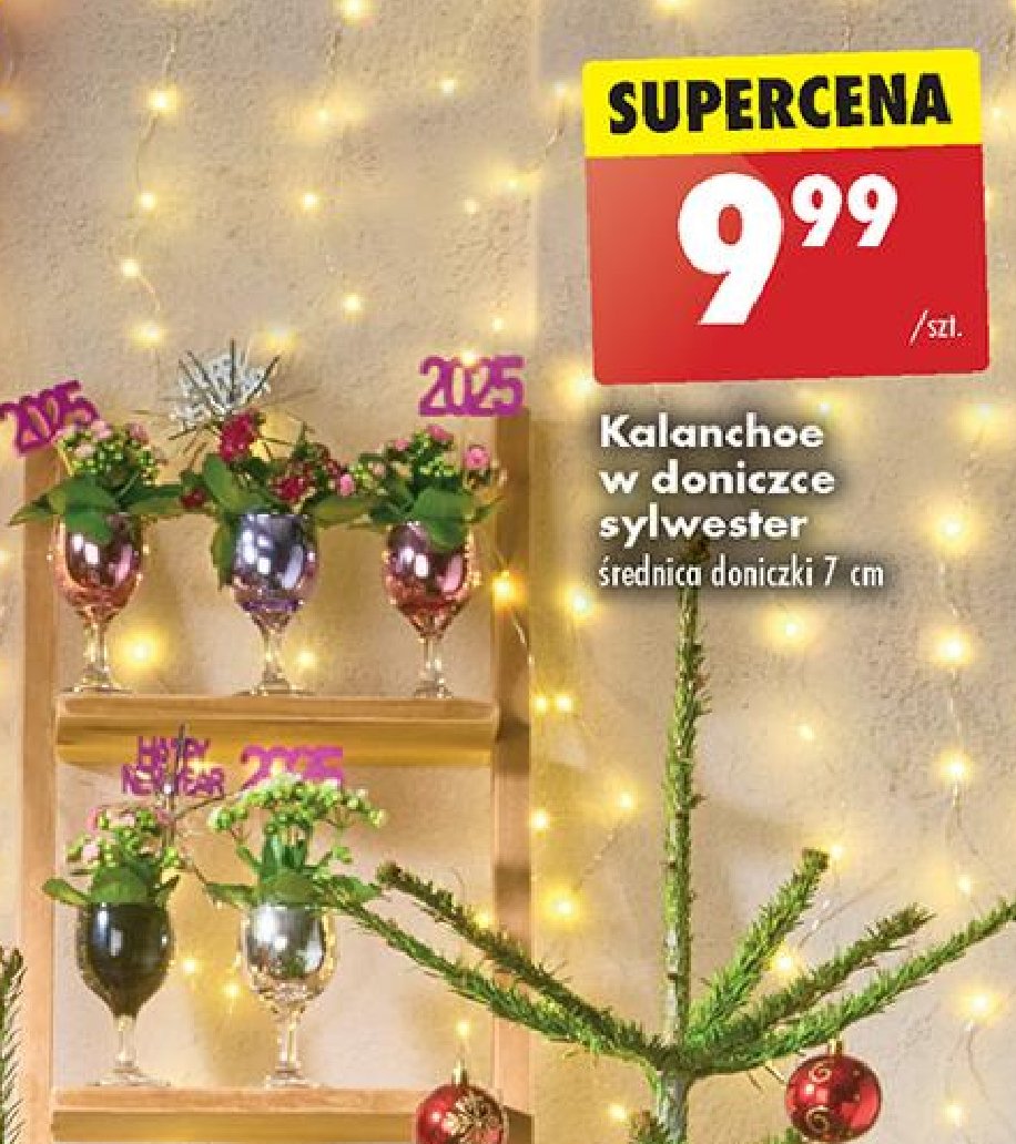 Kalanchoe w sylwestrowej doniczce śr. 6 cm promocja