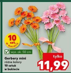 Gerbery 50 cm promocja