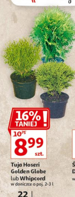 Tuja whipcord don. 3 l promocja