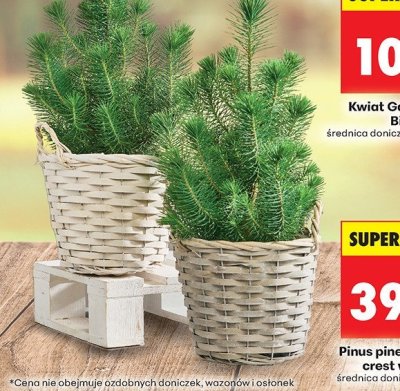 Roślina Pinus pinea silver crest w koszu promocja w Biedronka