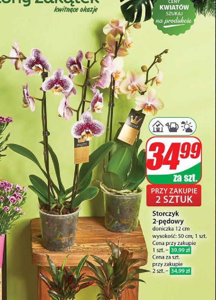 Storczyk 2 pędowy promocja