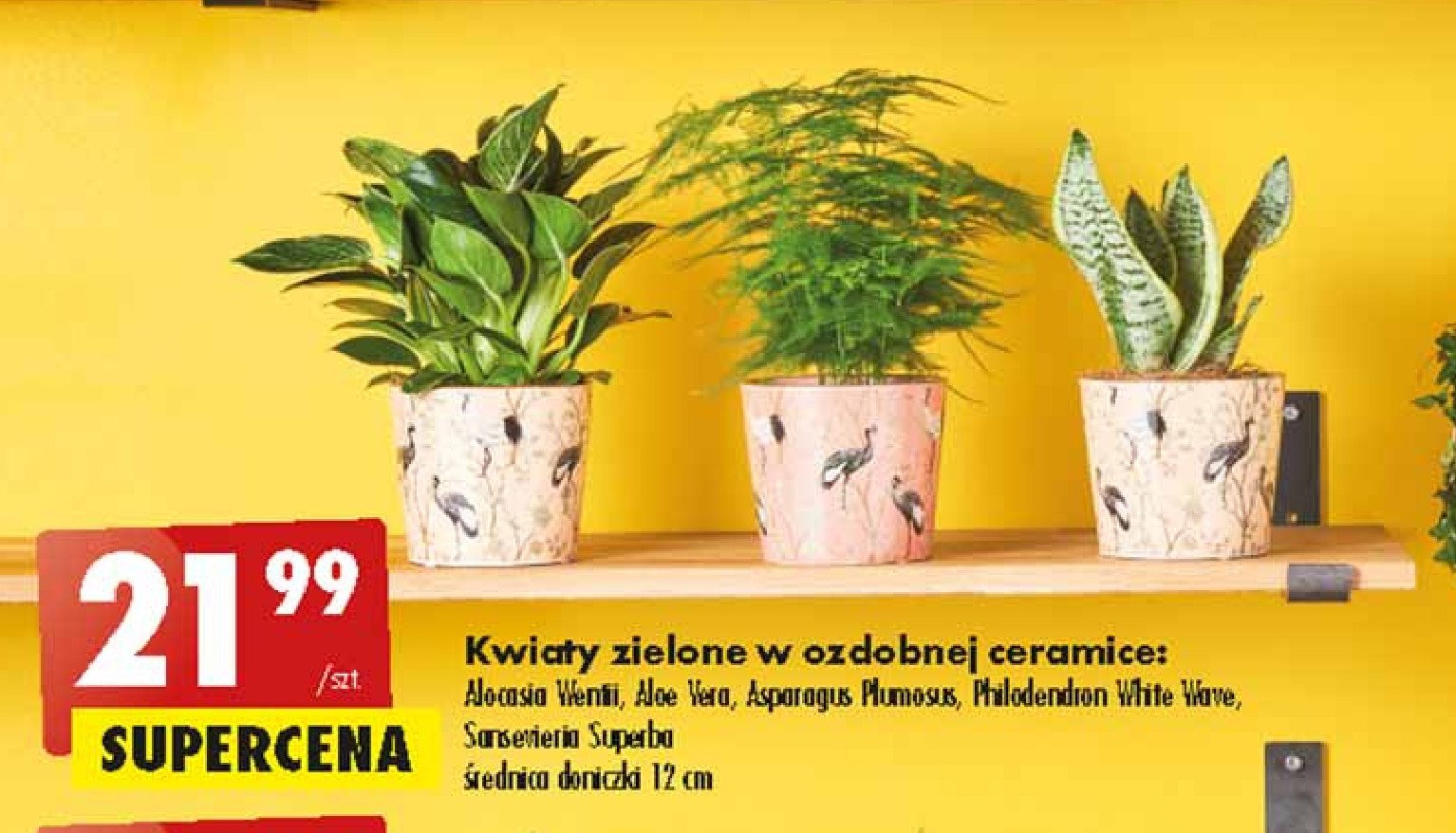 Philodendron white wave 12 cm promocja