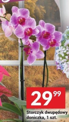 Storczyk dwupędowy doniczka, 1 szt. promocja w Twój Market