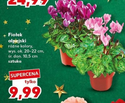Fiolek alpejski, różne kolory promocja w Kaufland