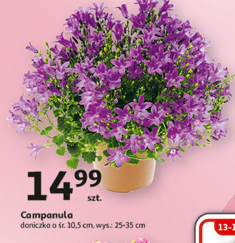 Campanula promocja