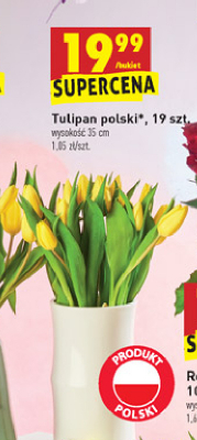 Bukiet tulipan贸w 19 szt promocja