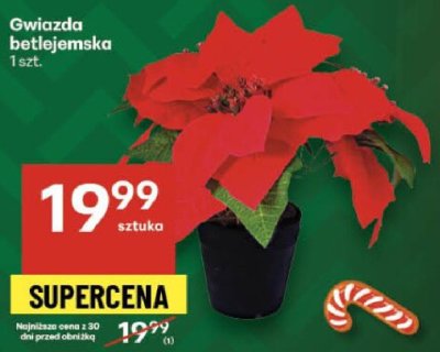 Gwiazda betlejemska promocja w Delikatesy Centrum