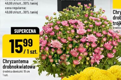 Chryzantema drobnokwiatowa doniczka 18 cm promocja w POLOmarket
