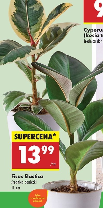 Ficus elastica promocja