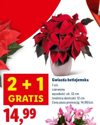 Gwiazda betlejemska czerwona promocja w Lidl
