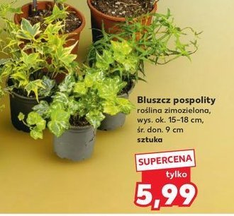 Bluszcz pospolity promocja