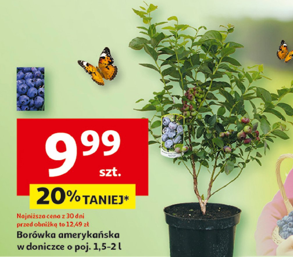 Borówka amerykańska 1.5 l promocja w Auchan