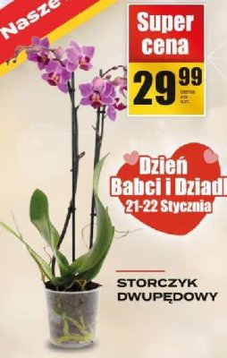Storczyk dwupędowy promocja w Supeco