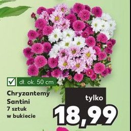 Chryzantema santini 50 cm promocja