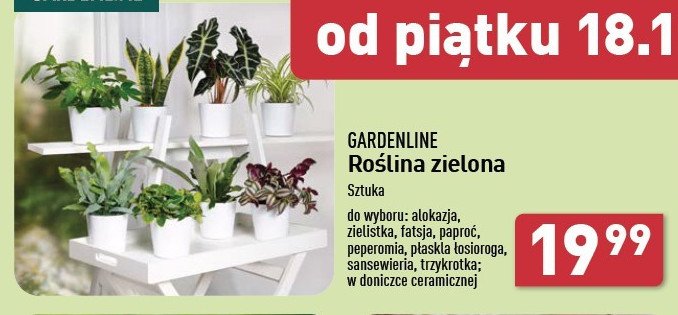 Peperomia GARDEN LINE promocja