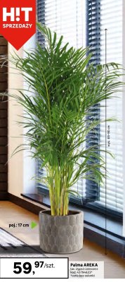 Roślina doniczkowa Palma AREKA promocja w Leroy Merlin