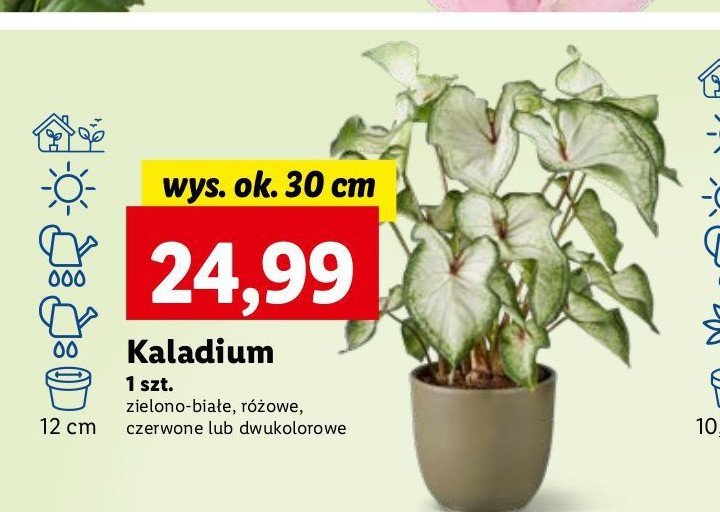 Kaladium różowe don. 12 cm promocja